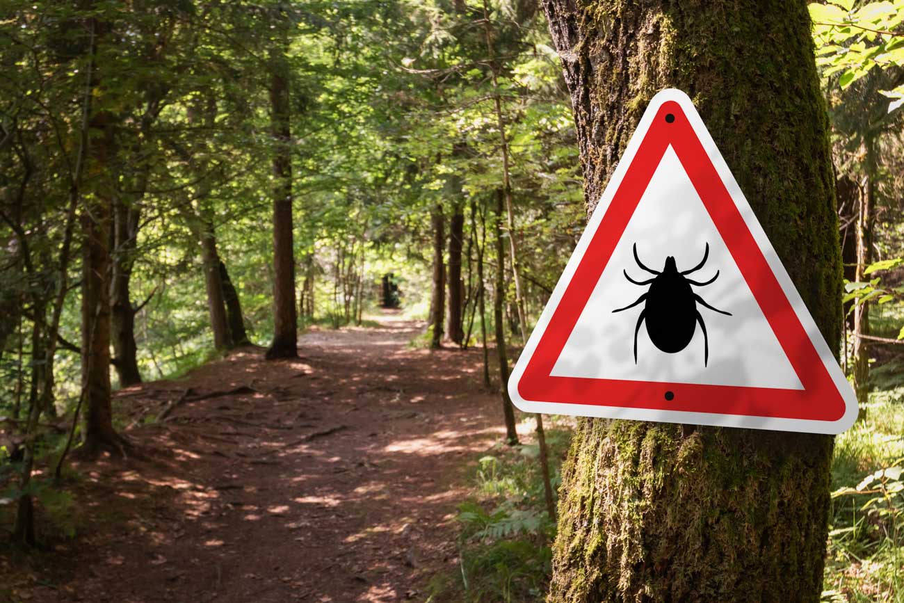 Tick insect warning sign in forest. Tick insect warning sign in forest.